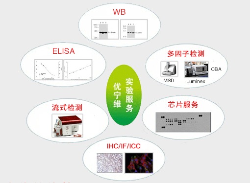 优宁维 专业抗体供应商，隆重推出全面实验技术服务